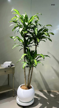 小众送妈妈的花有哪些花