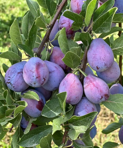 小众送妈妈的花有哪些花