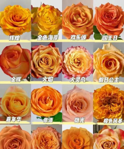 小众送妈妈的花有哪些花