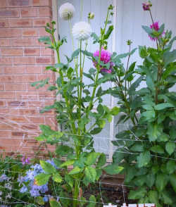 小众送妈妈的花有哪些花