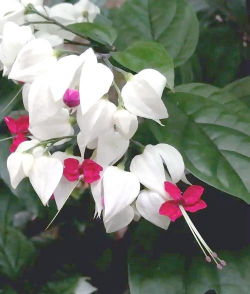 小众送妈妈的花有哪些花