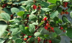 毛樱桃的繁殖方式