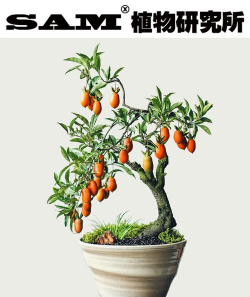 小众送妈妈的花有哪些花