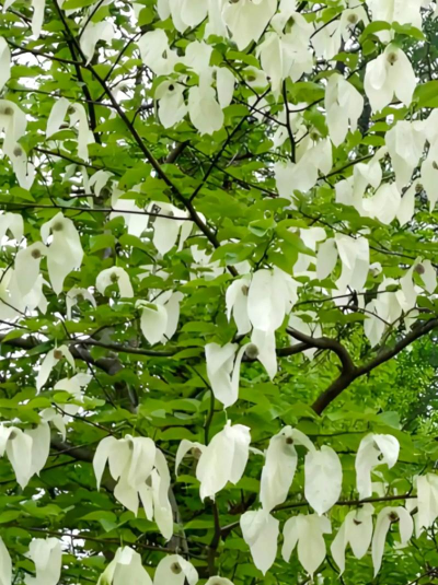 小众送妈妈的花有哪些花