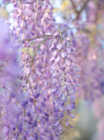 小众送妈妈的花有哪些花