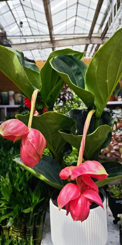 小众送妈妈的花有哪些花