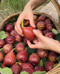 小众送妈妈的花有哪些花