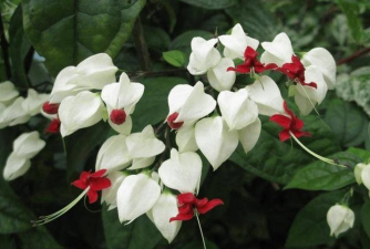 小众送妈妈的花有哪些花