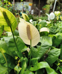 小众送妈妈的花有哪些花