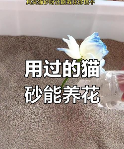 小众送妈妈的花有哪些花