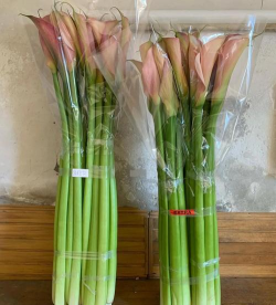 小众送妈妈的花有哪些花