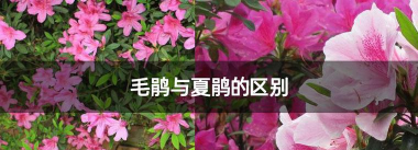 夏鹃与毛鹃的区别