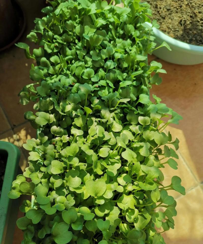 小众送妈妈的花有哪些花