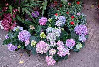 小众送妈妈的花有哪些花