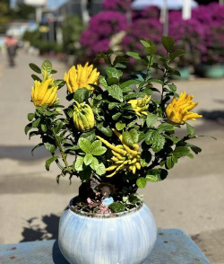 小众送妈妈的花有哪些花