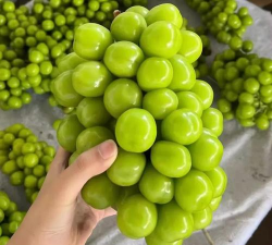 香印葡萄和阳光玫瑰葡萄有区别吗