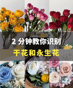 小众送妈妈的花有哪些花