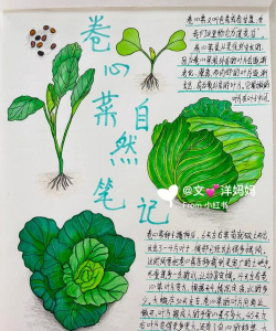 包包菜怎么种植