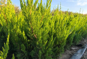 龙柏的养殖方法和注意事项