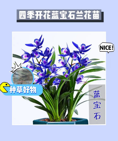 小众送妈妈的花有哪些花