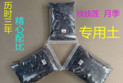 小众送妈妈的花有哪些花