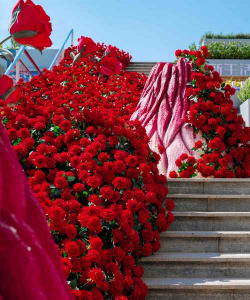 小众送妈妈的花有哪些花