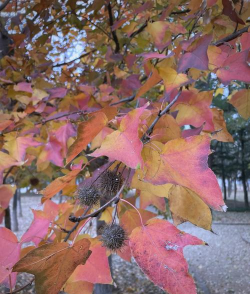 小众送妈妈的花有哪些花