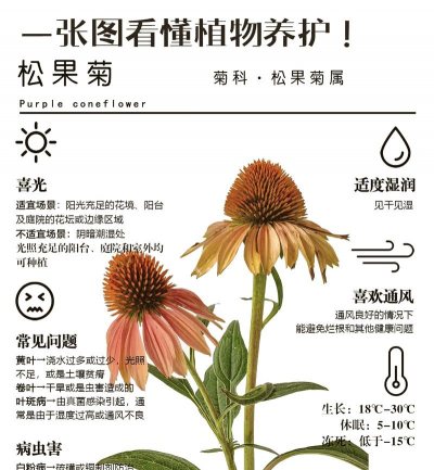 小众送妈妈的花有哪些花