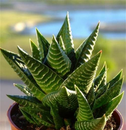 小众送妈妈的花有哪些花