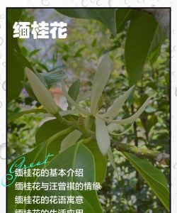小众送妈妈的花有哪些花