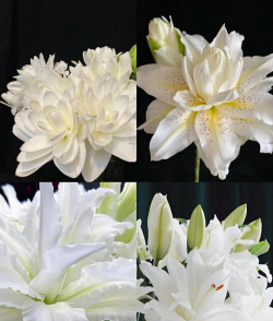 小众送妈妈的花有哪些花