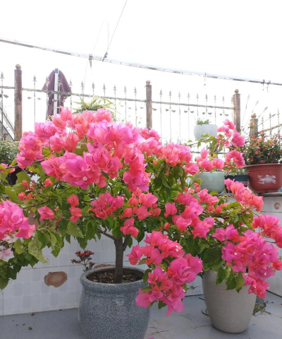 小众送妈妈的花有哪些花