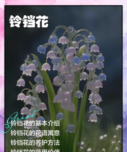小众送妈妈的花有哪些花