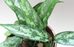 小众送妈妈的花有哪些花