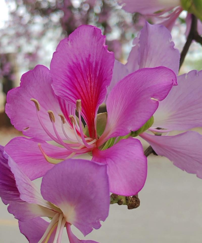 柳州适合养什么花