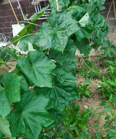 小众送妈妈的花有哪些花