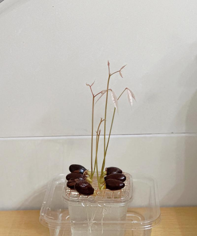 小众送妈妈的花有哪些花