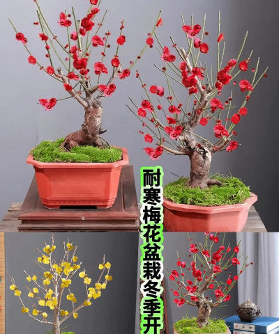 小众送妈妈的花有哪些花