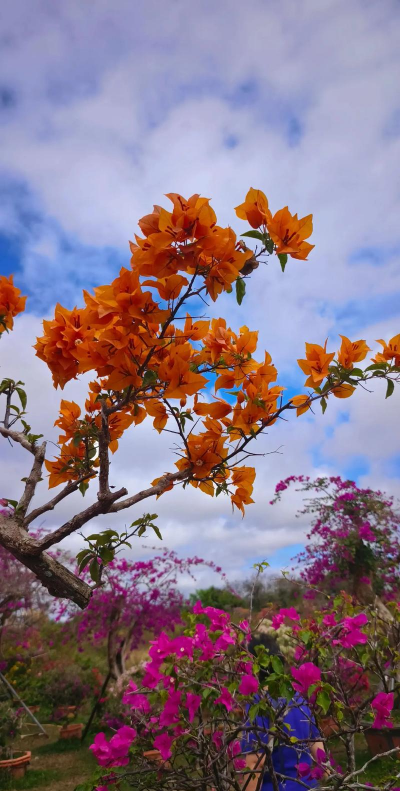 小众送妈妈的花有哪些花
