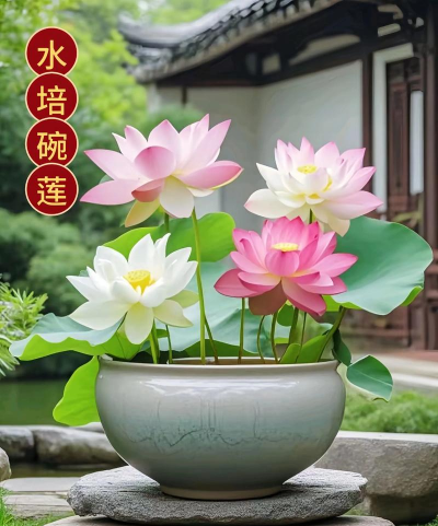 小众送妈妈的花有哪些花