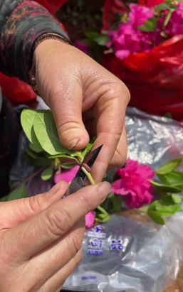 小众送妈妈的花有哪些花