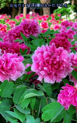 洛阳牡丹最佳花期