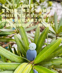 小众送妈妈的花有哪些花