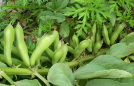 小众送妈妈的花有哪些花