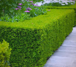 绿篱用什么植物