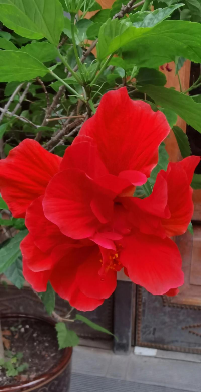 小众送妈妈的花有哪些花