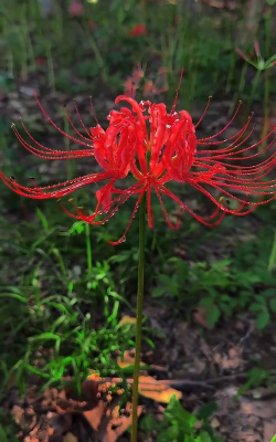 小众送妈妈的花有哪些花