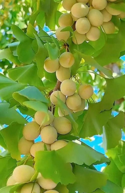 银杏树结果