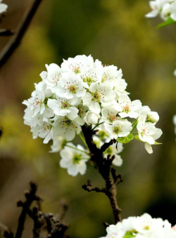 小众送妈妈的花有哪些花
