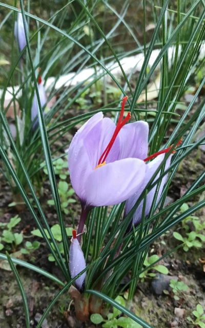 小众送妈妈的花有哪些花